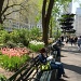 Central Park by dora