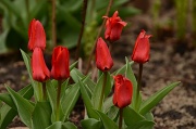 17th Apr 2012 - Tulips