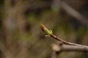 23rd Apr 2012 - Tree bud