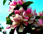 24th Apr 2012 - Apple Blossom