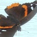 Red Admiral by bruni