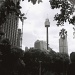 Sydney Tower  by peterdegraaff