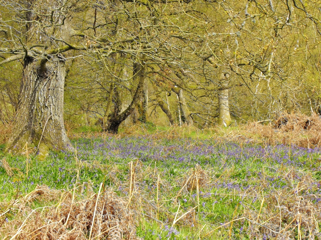 Bluebell woods. by snowy