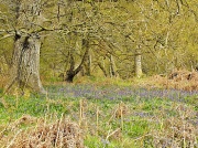 24th Apr 2012 - Bluebell woods.