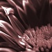 Chrysanthemum by seanoneill