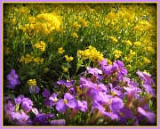 24th Apr 2012 - Spring colour