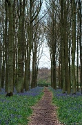 24th Apr 2012 - Dockey Wood
