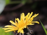 24th Apr 2012 - Dandelion - such a sunny wild flower