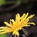 Dandelion - such a sunny wild flower by rosiekind