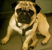 24th Apr 2012 - Pug, el perro de moda