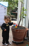 19th Apr 2012 - Watering the apple tree