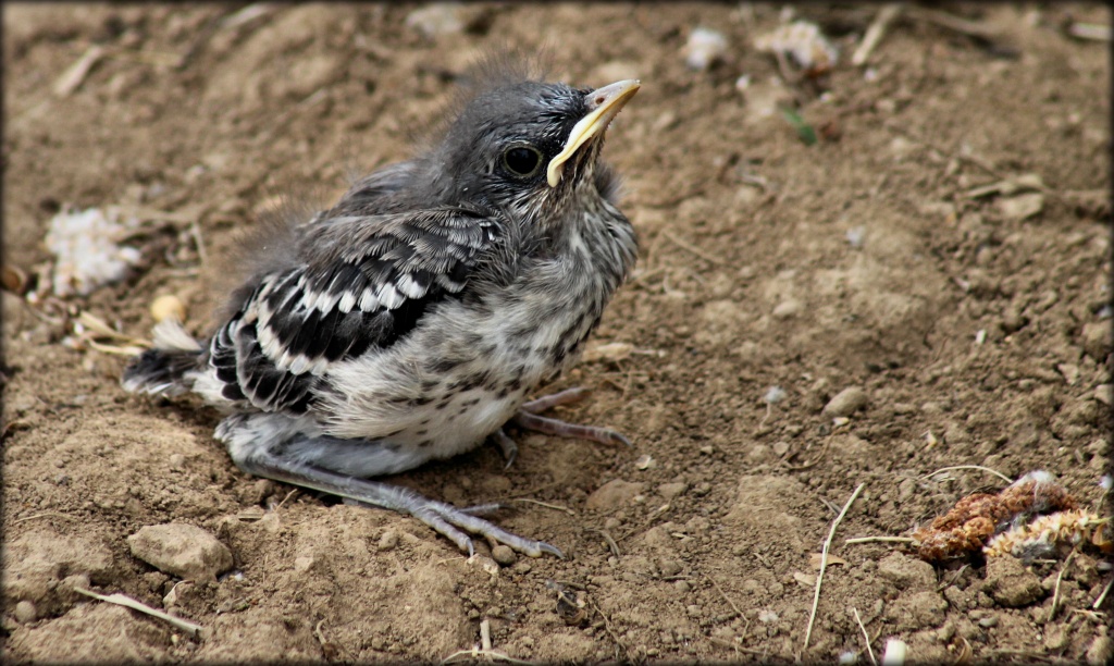 Baby Mockingbird by cjwhite