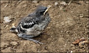 24th Apr 2012 - Baby Mockingbird
