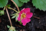 22nd Apr 2012 - Strawberry Flower