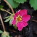 Strawberry Flower by kdrinkie
