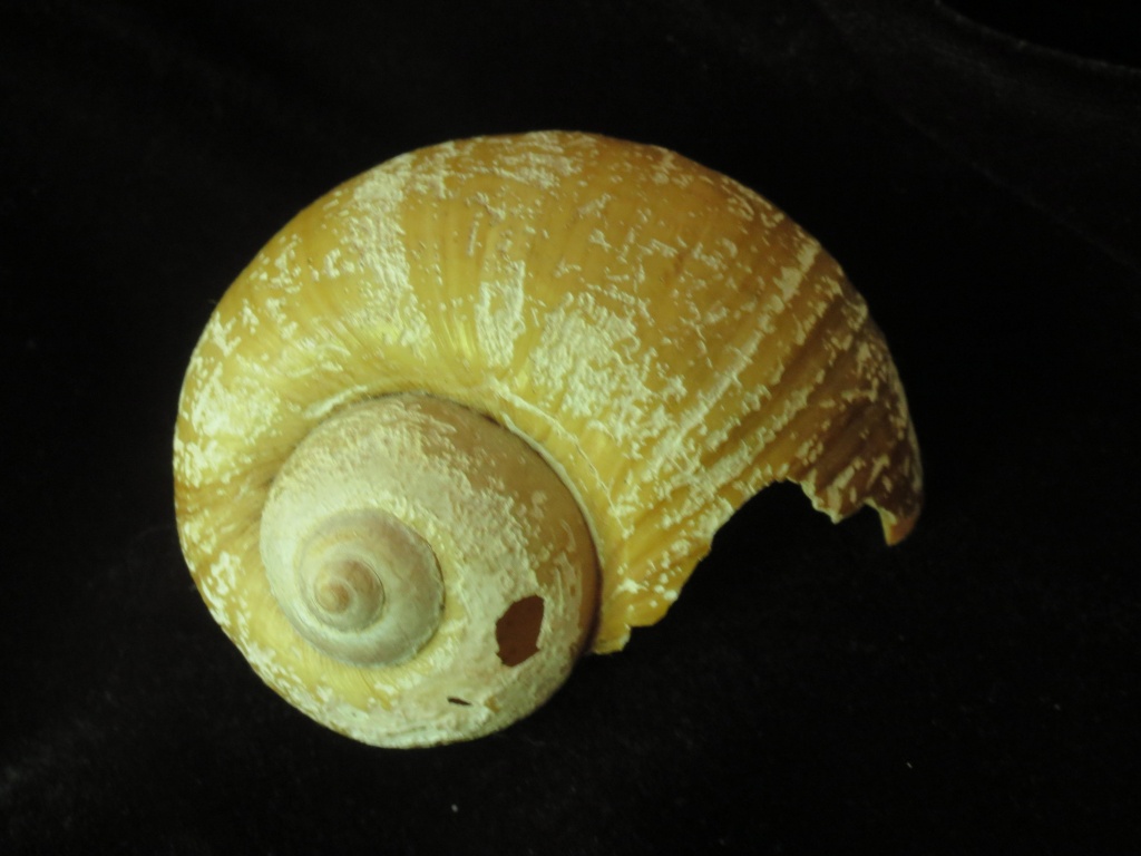 Shell-ter by grammyn