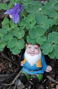 23rd Apr 2012 - My Gnomeo
