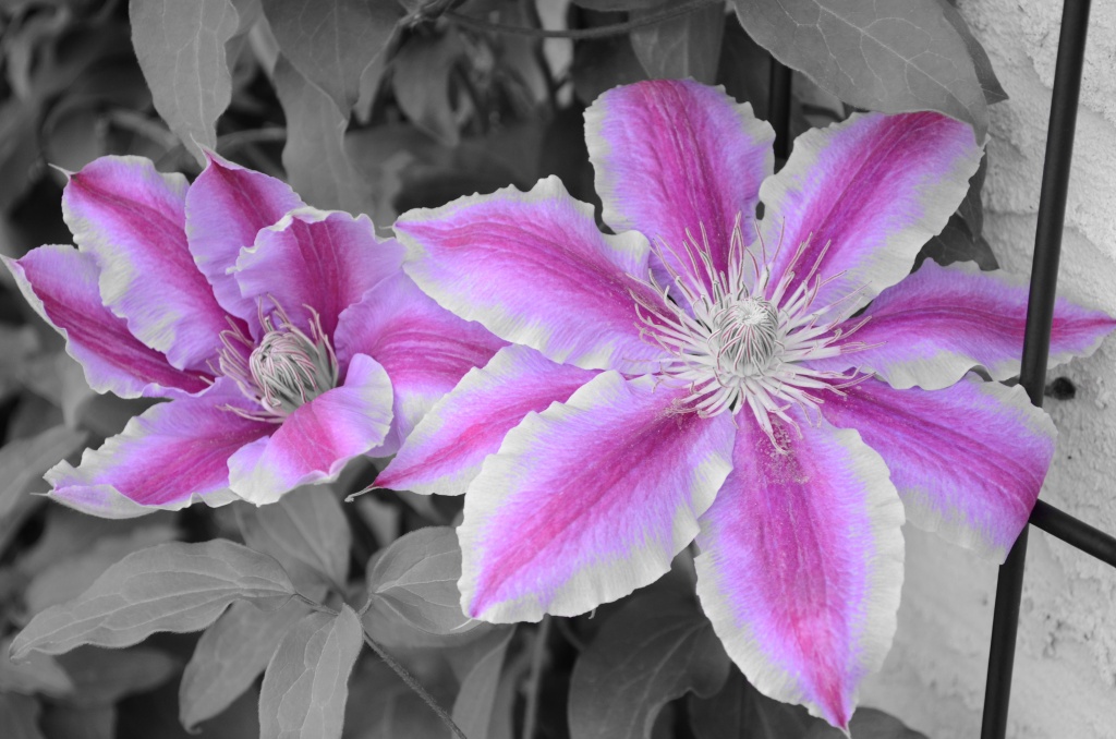 Selective clematis by kdrinkie