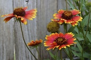 24th Apr 2012 - More Indian Blankets
