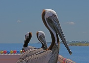 24th Apr 2012 - St. Petersburg Pelican