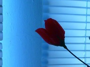 24th Apr 2012 - Blue Rose
