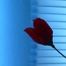 Blue Rose by tatra