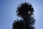 21st Apr 2012 - Palm & Sunburst