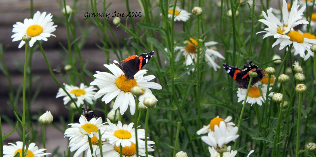 Trio of Butterflies on Daisies by grannysue