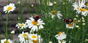 24th Apr 2012 - Trio of Butterflies on Daisies