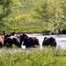 Cows bathing  by grannysue