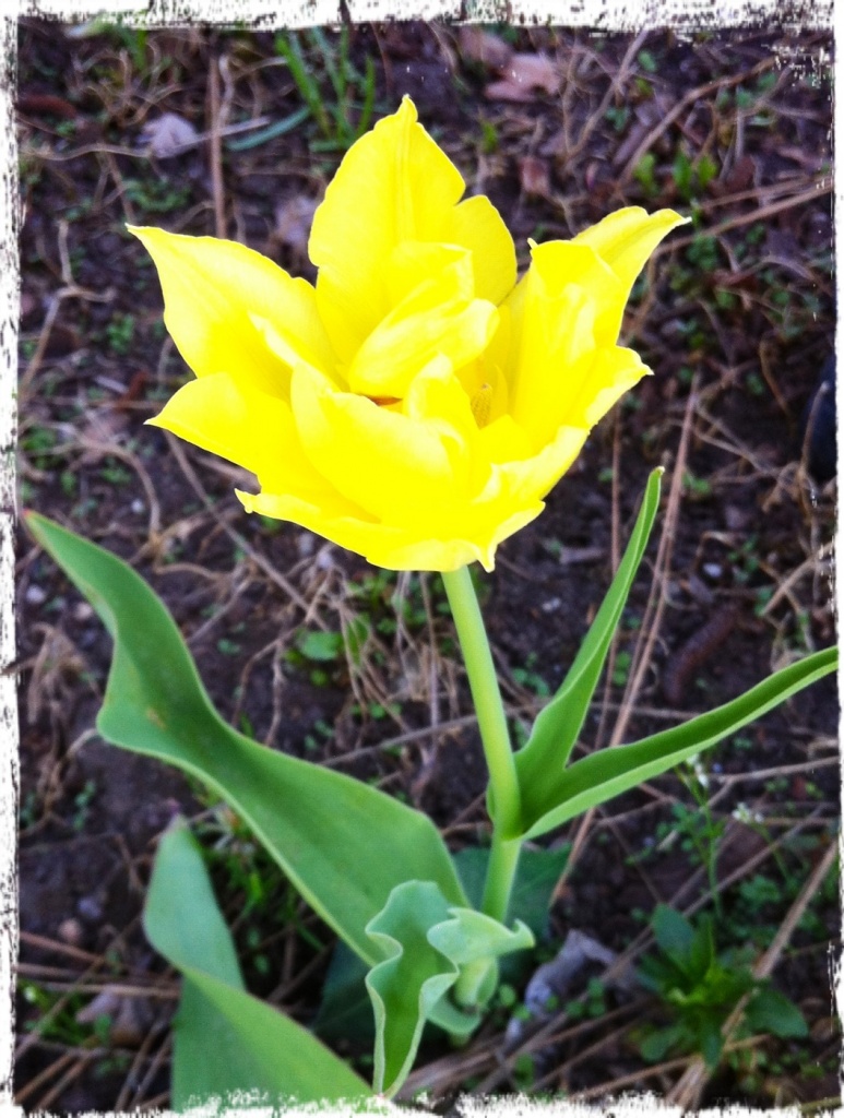 Tulip by marilyn
