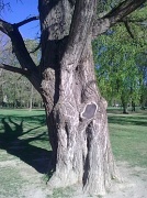 25th Apr 2012 - OLD TREE