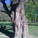 OLD TREE by ivm