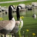 Goose, Goose, DUCK! by alophoto