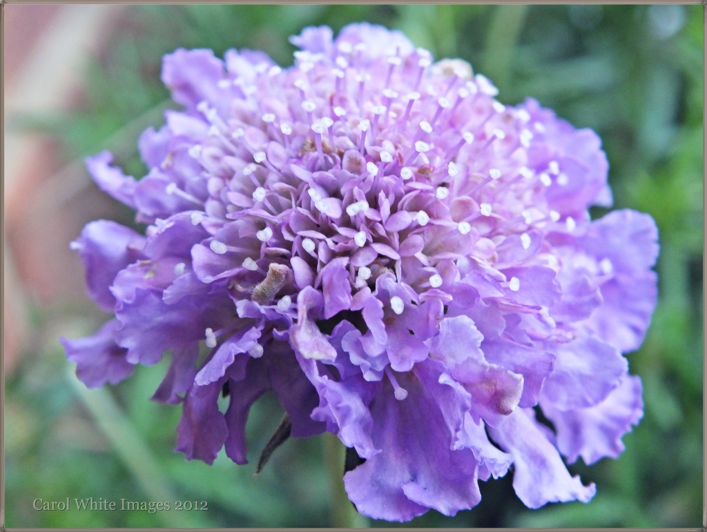 Scabious by carolmw