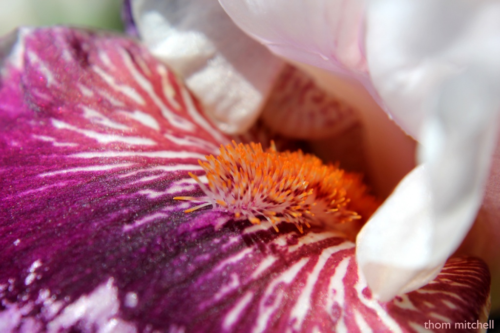 Bearded iris by rhoing