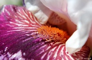 23rd Apr 2012 - Bearded iris