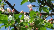 25th Apr 2012 - The Apple Tree That Won't Give Up