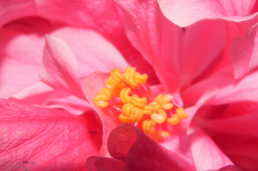 Hibiscus Flower by salza