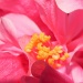 Hibiscus Flower by salza