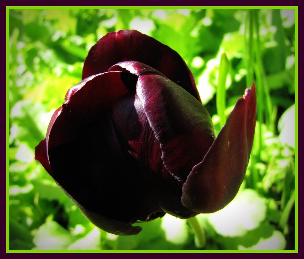 black tulip by busylady