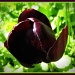 black tulip by busylady