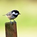 Coal Tit by seanoneill