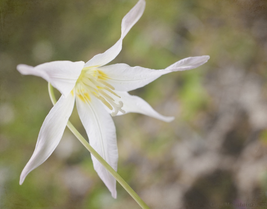 Fawn Lily by jgpittenger