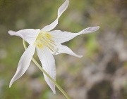 25th Apr 2012 - Fawn Lily