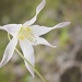 Fawn Lily by jgpittenger