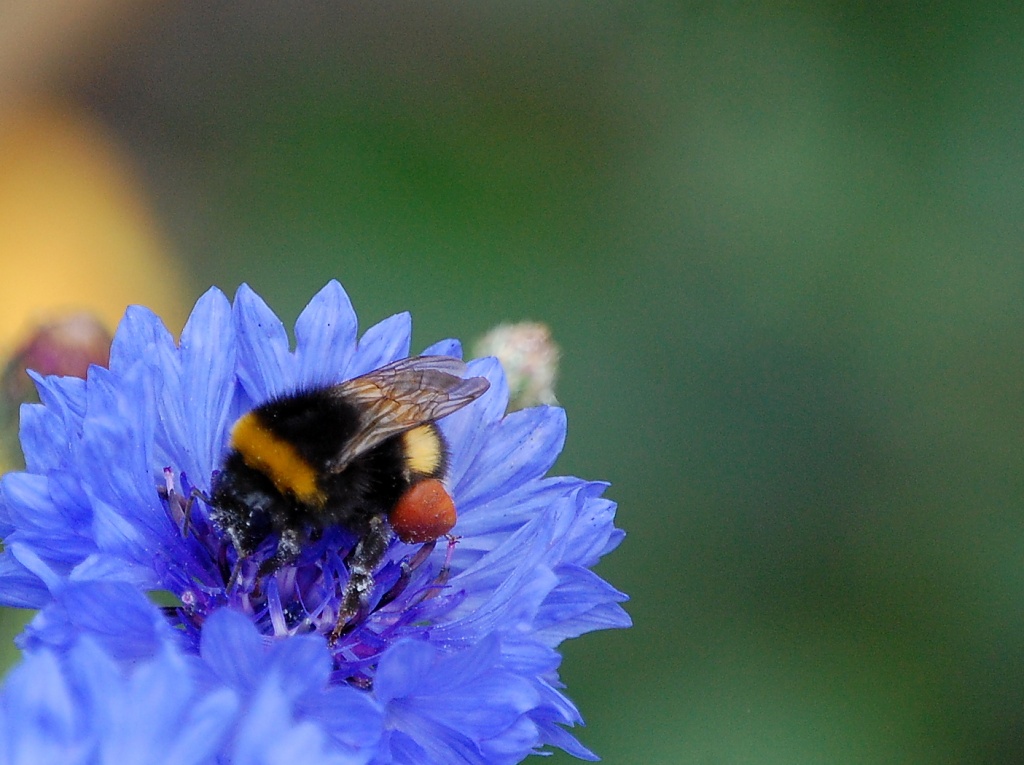 Bee on Blue by andycoleborn