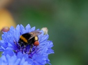 18th Jun 2010 - Bee on Blue