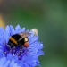 Bee on Blue by andycoleborn