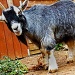 gaseous goat by jantan